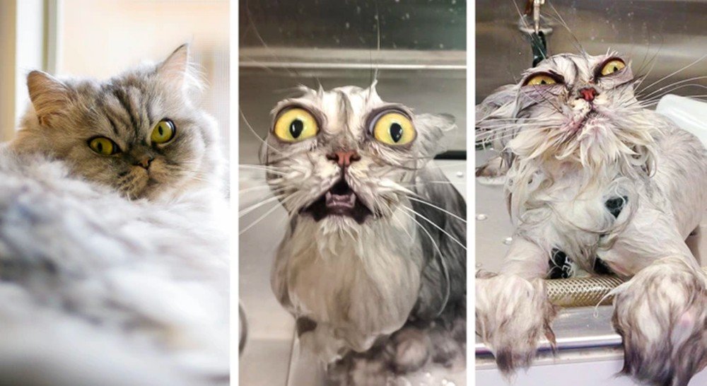 what wet animals look like, Cat, Eye, White, Felidae, Carnivore, Organism