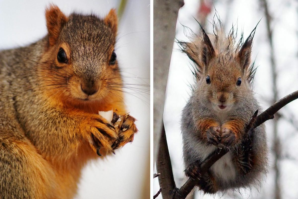 Happy Animal, Eye, Plant, Rodent, Organism, Whiskers