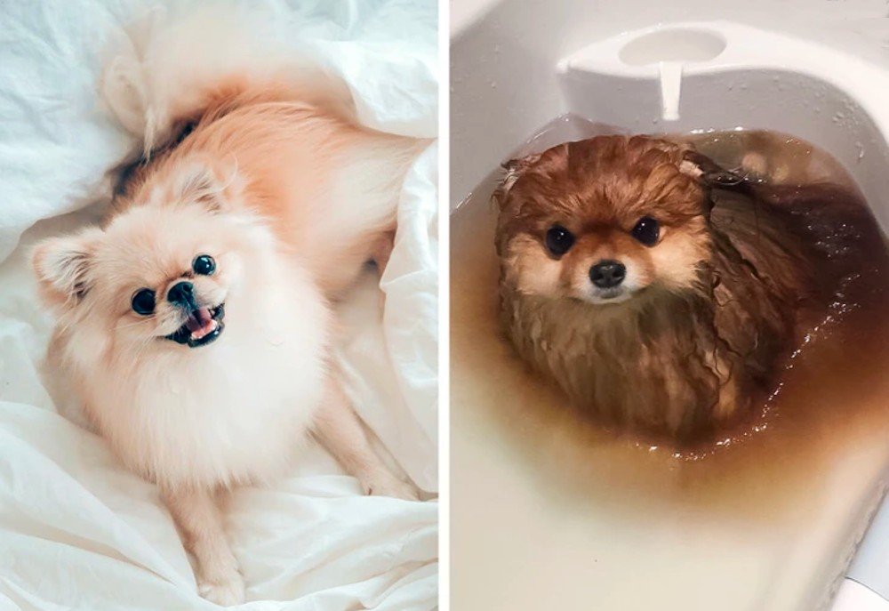 Pomerania In Water, Dog, Dog breed, Carnivore