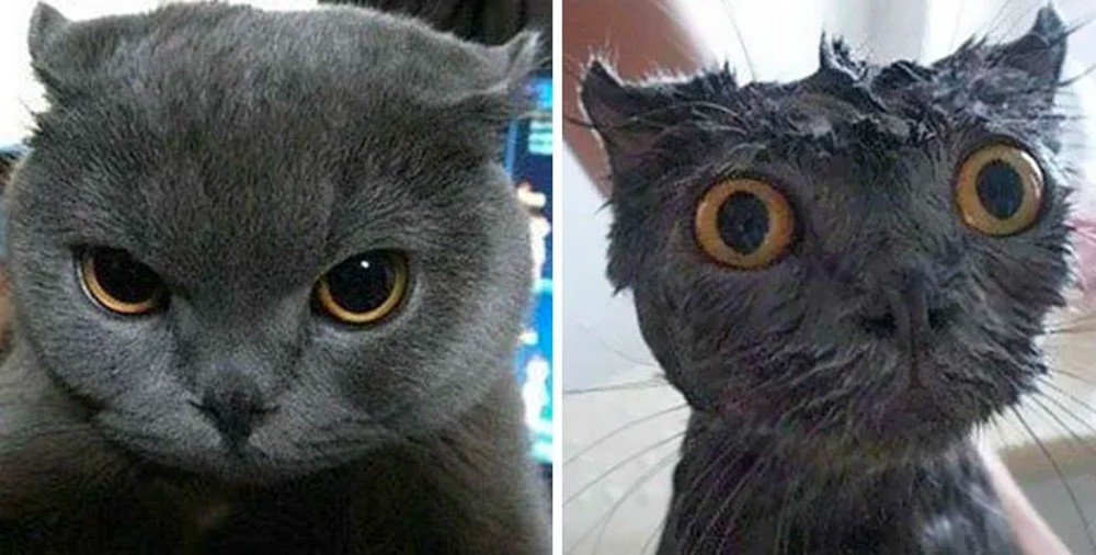 Wet Cat Before And After, Eye, Vertebrate, Cat, Organism, Felidae, Mammal, Iris