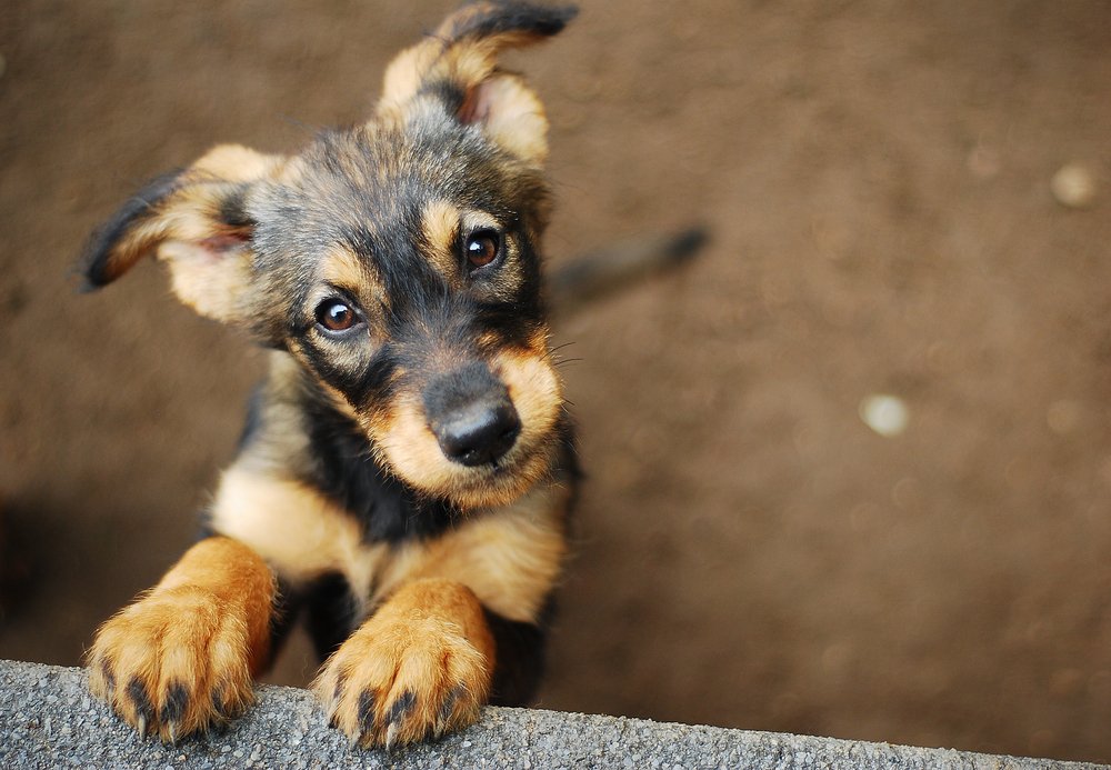 Puppy Barking, Dog