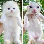 18 Animals Before and After Their Bath Adventures
