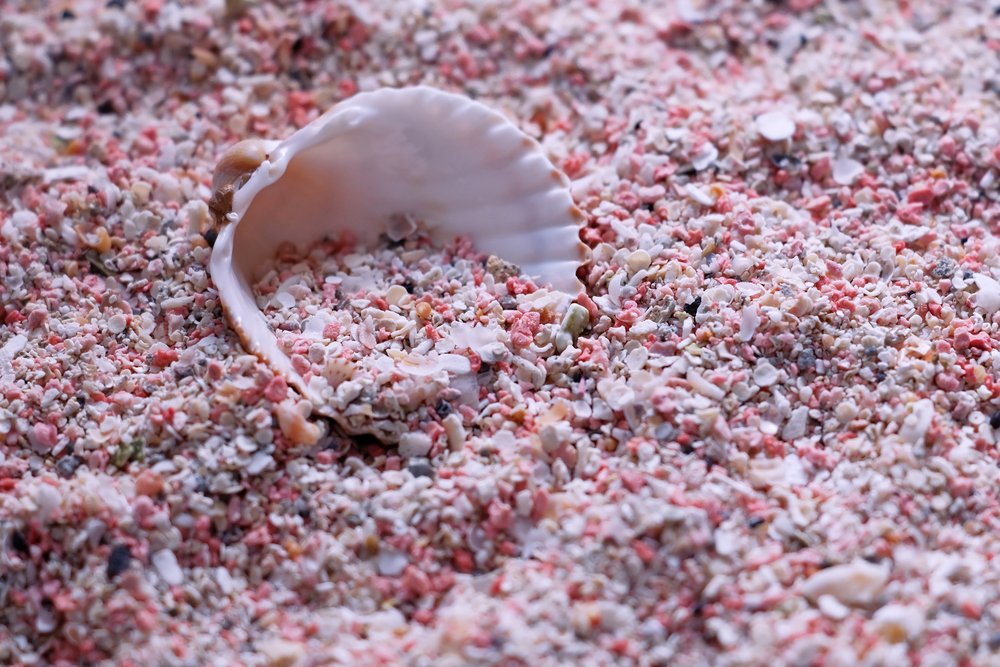 8 Most Mesmerizing Pink Sand Beaches on the Planet
