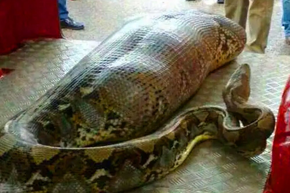 Python 7 Metre, Snake