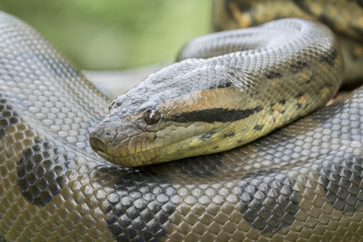 Green Anaconda Snake - Profile